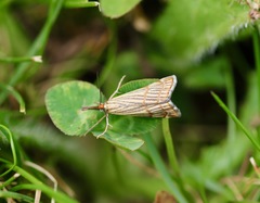 Chrysocrambus