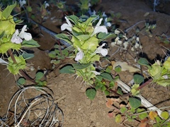 Acanthomintha obovata cordata