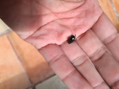 Onthophagus incensus