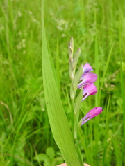 Gladiolus tenuis