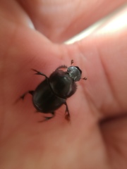 Onthophagus incensus