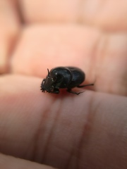 Onthophagus incensus