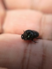 Onthophagus incensus
