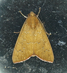 Anomis illita