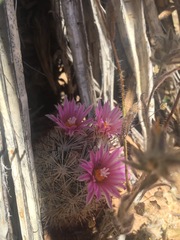 Escobaria alversonii