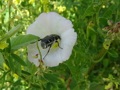 Trichiotinus piger
