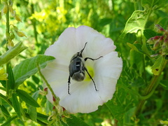 Trichiotinus piger