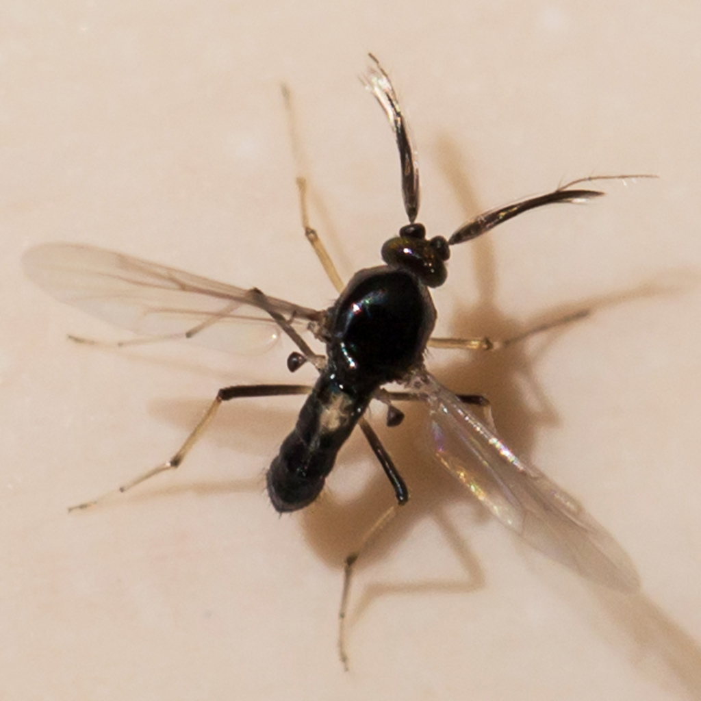 Stilobezzia antennalis