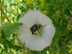 Trichiotinus piger