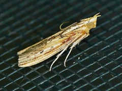 Ancylostomia stercorea