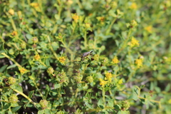 Dicranocephalus albipes