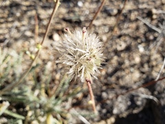 Chaenactis santolinoides