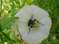 Trichiotinus piger