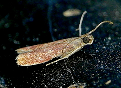 Varneria atrifasciella