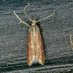 Varneria atrifasciella