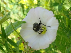 Trichiotinus piger