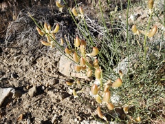 Astragalus pachypus