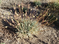 Chaenactis santolinoides