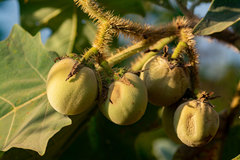 Solanum crinitum