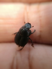 Onthophagus incensus
