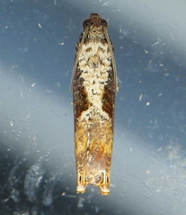 Episimus tyrius