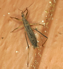 Pygolampis pectoralis