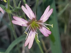 Silene verecunda