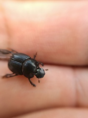 Onthophagus incensus