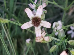 Silene verecunda