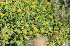 Dicranocephalus albipes