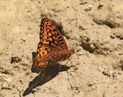 Speyeria hesperis electa