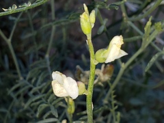 Astragalus pachypus