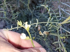 Astragalus pachypus