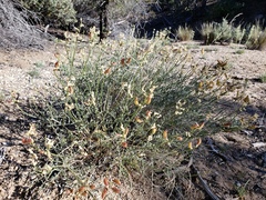 Astragalus pachypus