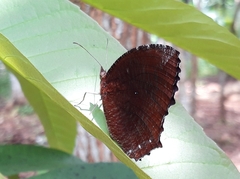 Elymnias hypermnestra hypermnestra