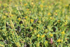 Dicranocephalus albipes