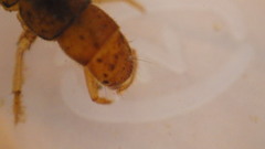 Diplectrona