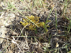 Lomatium foeniculaceum