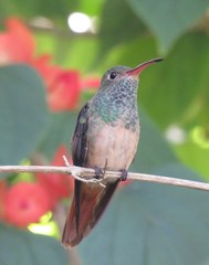 Buff-Bellied Hummingbird photo 5