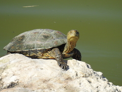 Mauremys leprosa