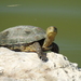 Mediterranean Turtle - Photo (c) mourad-harzallah, some rights reserved (CC BY), uploaded by mourad-harzallah
