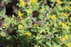 Dicranocephalus albipes