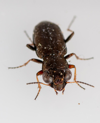 Notiophilus rufipes