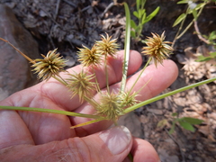 Cyperus echinatus