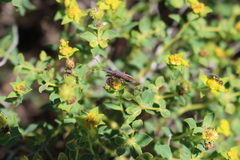 Dicranocephalus albipes