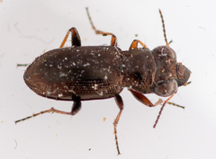 Notiophilus rufipes