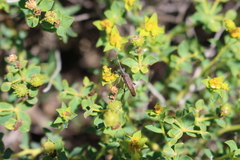 Dicranocephalus albipes