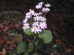 Pericallis cruenta