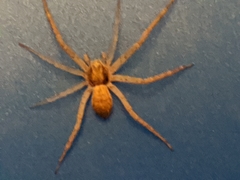 Philodromus dispar