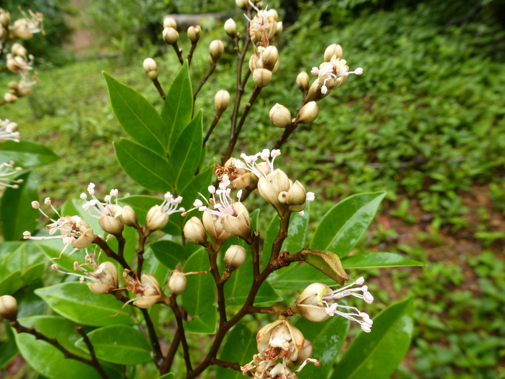 Tetraberlinia